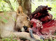Picture of a lion eating.
