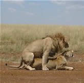 Picture of lions mating