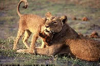 Picture of lions mating