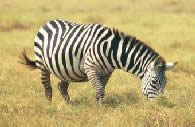 Picture of a zebra