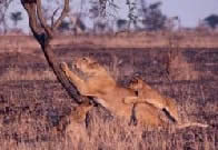 Picture of a female and cubs playing